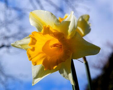 Yellow daffodil spring photo