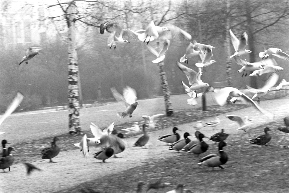 IJs en kou in Amstedam Vondelpark. Nummer 6a Vogels, numm 7a Vier jongens schaat, Bestanddeelnr 923-0725