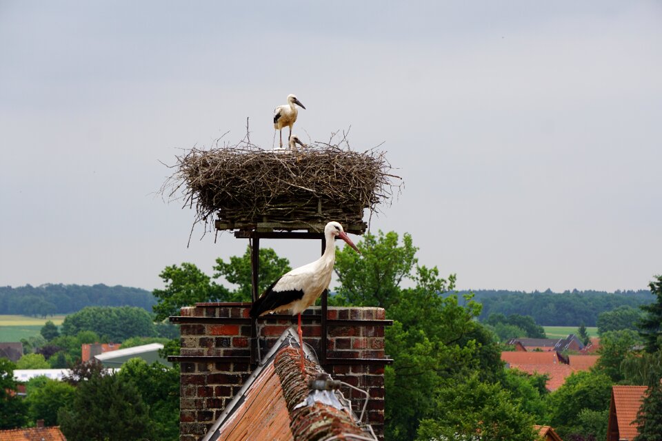 Stork young storks plumage