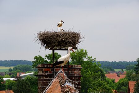 Stork young storks plumage