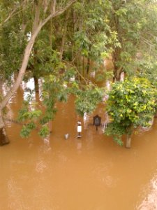 Ile de la Jatte Seine en Crue Juin 2016 07