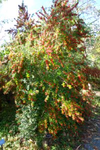 Ilex dimorphophylla - Quarryhill Botanical Garden - DSC03758