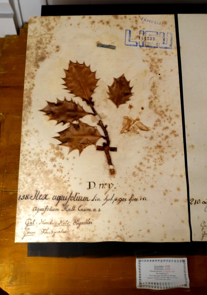 Ilex aquifolium - Museu da Ciência da Universidade de Coimbra - University of Coimbra - Coimbra, Portugal - DSC09301