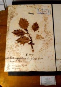Ilex aquifolium - Museu da Ciência da Universidade de Coimbra - University of Coimbra - Coimbra, Portugal - DSC09301