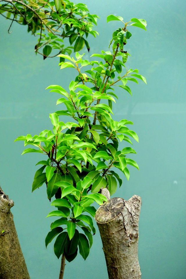 Ilex pedunculosa - Kokugakuin University - Shibuya, Tokyo, Japan - DSC05535