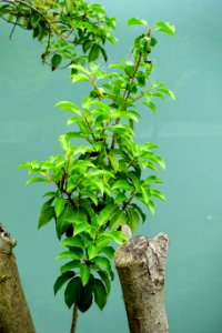 Ilex pedunculosa - Kokugakuin University - Shibuya, Tokyo, Japan - DSC05535