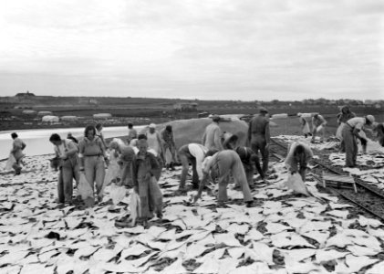 IJsland Arbeiders op een terrein te midden van te drogen gelegde stokvis Recht, Bestanddeelnr 190-0437 photo