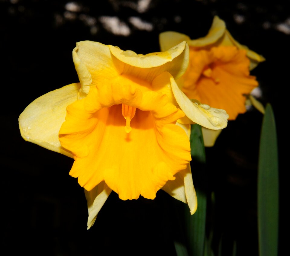 Yellow daffodil spring photo