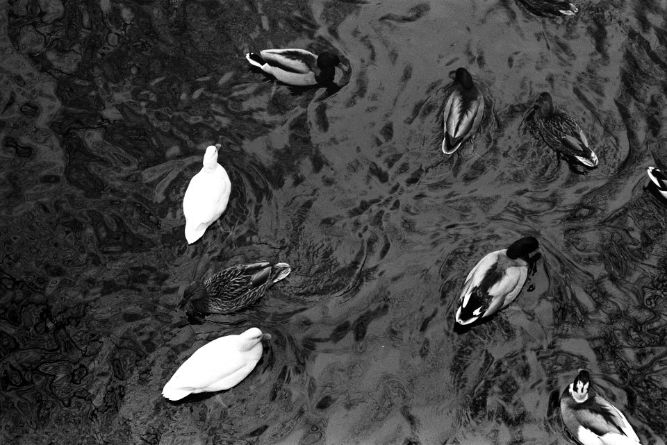 IJs en kou in Amstedam Vondelpark. Nummer 6a Vogels, numm 7a Vier jongens schaat, Bestanddeelnr 923-0730