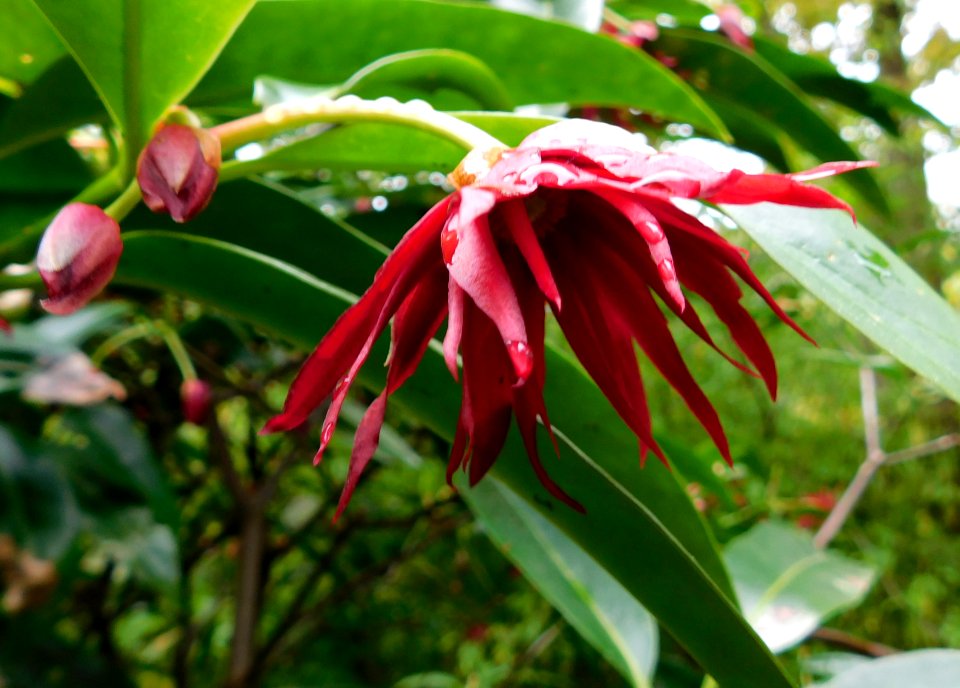 Illicium floridanum