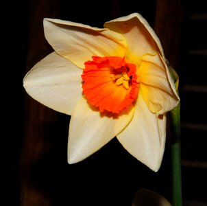 White red daffodil photo