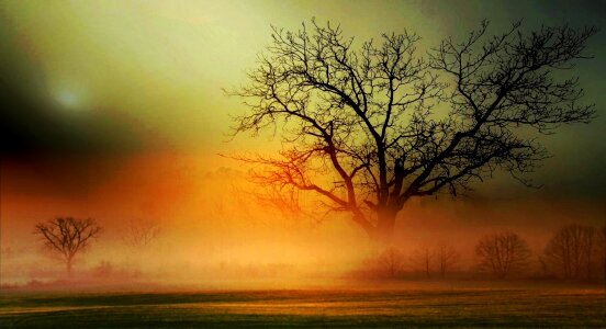 Colorful sky trees