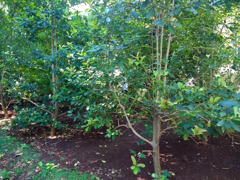 Ilex paraguariensis at Buenos Aires Botanical Garden