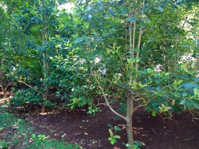Ilex paraguariensis at Buenos Aires Botanical Garden