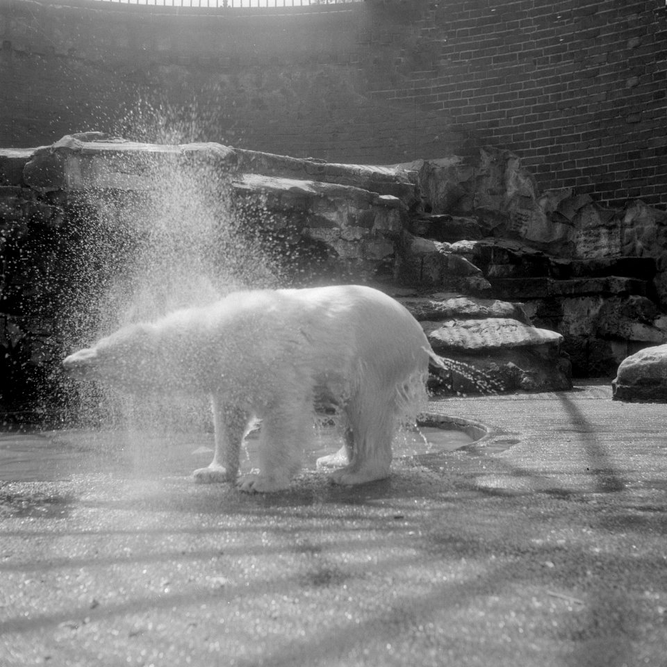 IJsbeer in Artis heeft het warm, Bestanddeelnr 908-6860