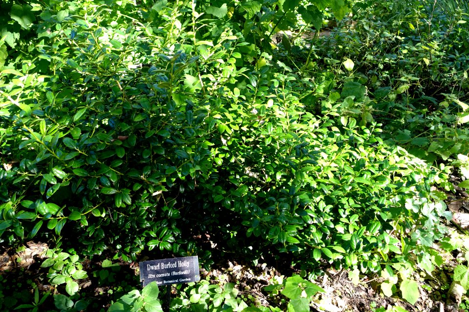 Ilex cornuta - Zilker Botanical Garden - Austin, Texas - DSC08766