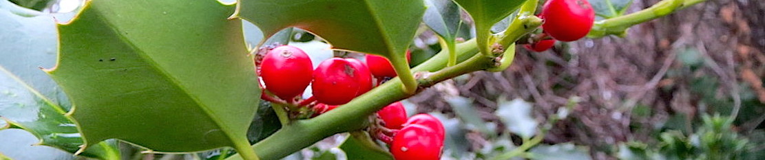 Ilex aquifolium 2