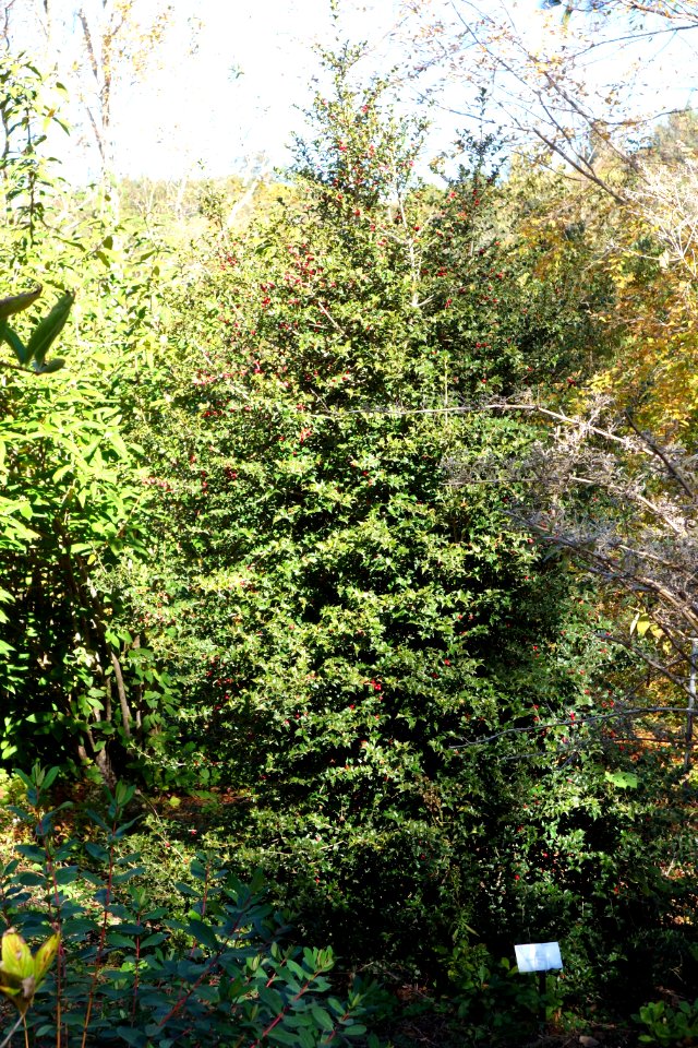 Ilex pernyi - Quarryhill Botanical Garden - DSC03374