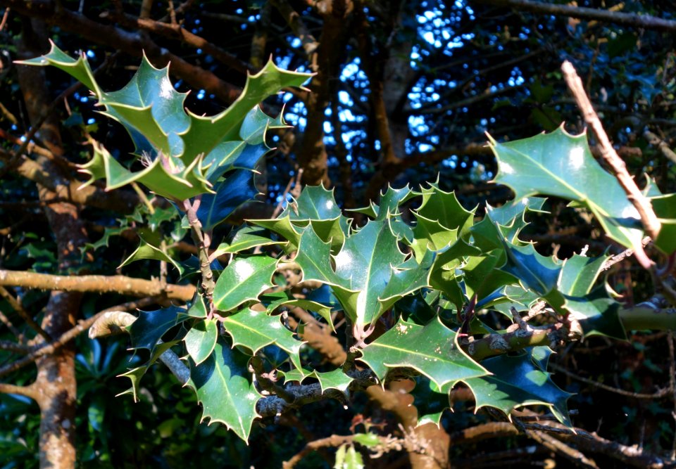 Ilex x altaclarensis - San Francisco Botanical Garden - DSC00021