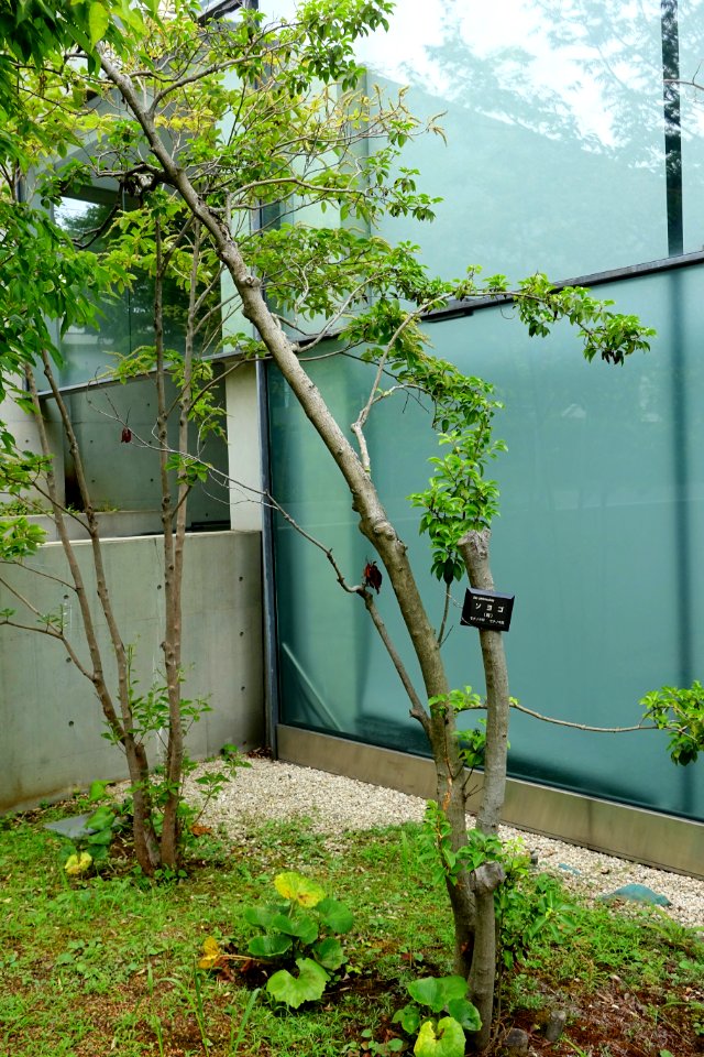 Ilex pedunculosa - Kokugakuin University - Shibuya, Tokyo, Japan - DSC05533