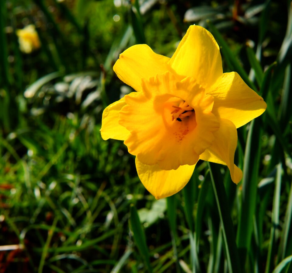 Yellow daffodil spring photo