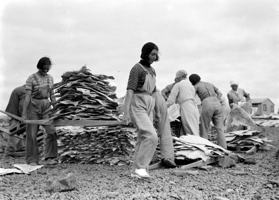 IJsland Vrouwen versjouwen stokvis op een berrie over een terrein waar stokvis , Bestanddeelnr 190-0440