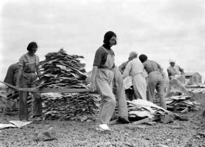 IJsland Vrouwen versjouwen stokvis op een berrie over een terrein waar stokvis , Bestanddeelnr 190-0440