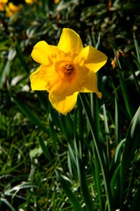Yellow daffodil spring