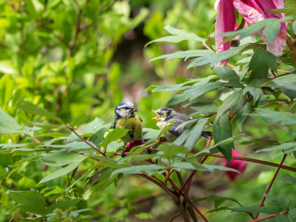 Small bird bird birds