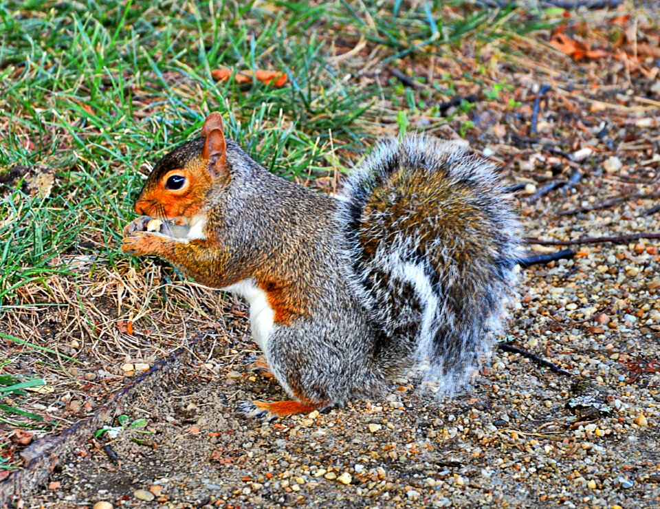 Grey squirrel usa cute