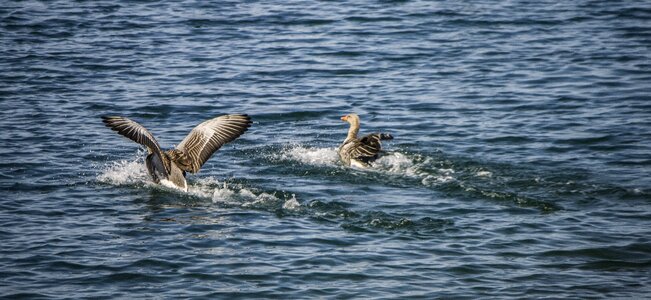 Water goose geese