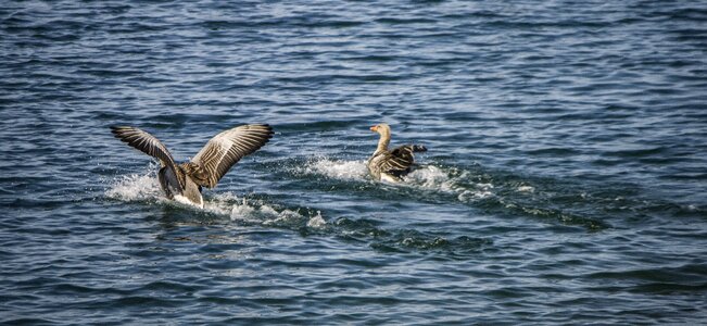 Water goose geese photo