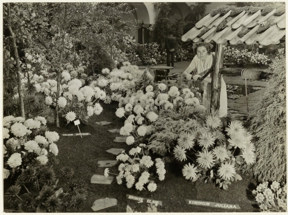 In het Krelagehuis werd op 9 september 1949 een grote Dahlia-keuring en tentoonstelling gehouden. NL-HlmNHA 54005559