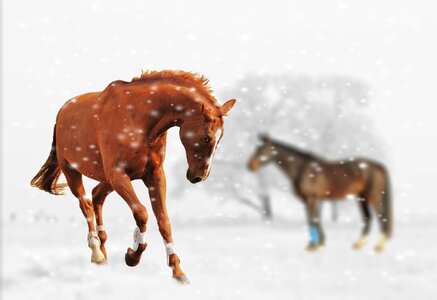 Snow animal nature