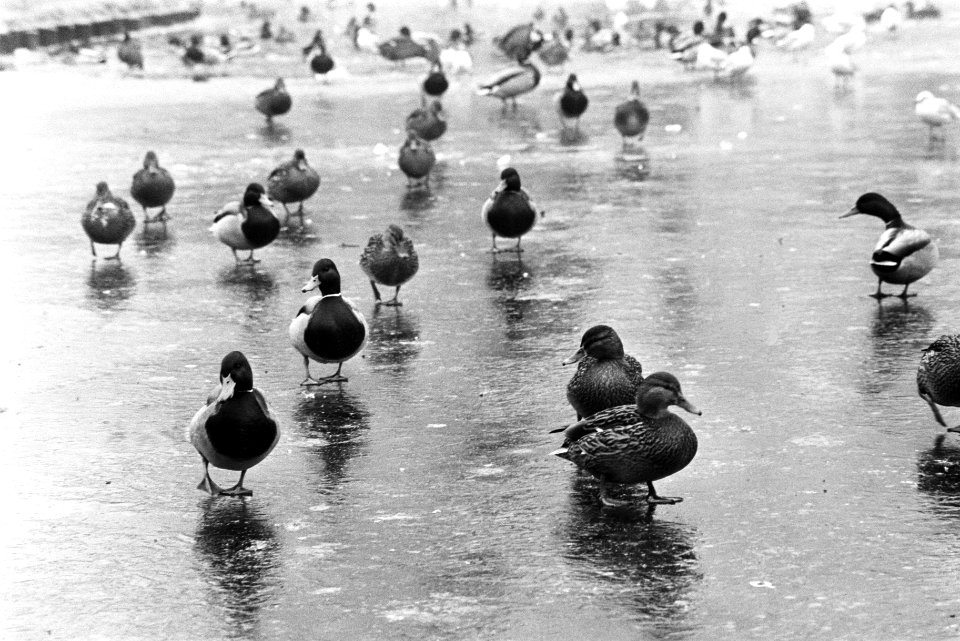 IJs en kou in Amstedam Vondelpark. Nummer 6a Vogels, numm 7a Vier jongens schaat, Bestanddeelnr 923-0727