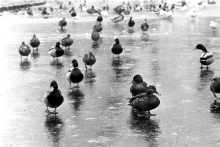 IJs en kou in Amstedam Vondelpark. Nummer 6a Vogels, numm 7a Vier jongens schaat, Bestanddeelnr 923-0727