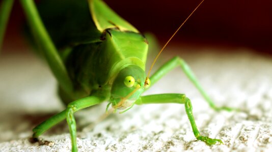 Grasshopper green bug bugs photo