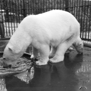 IJsberen in Artis, Bestanddeelnr 917-9362