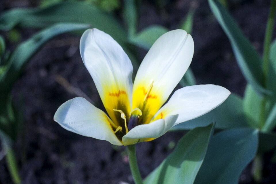 Nature bloom plant