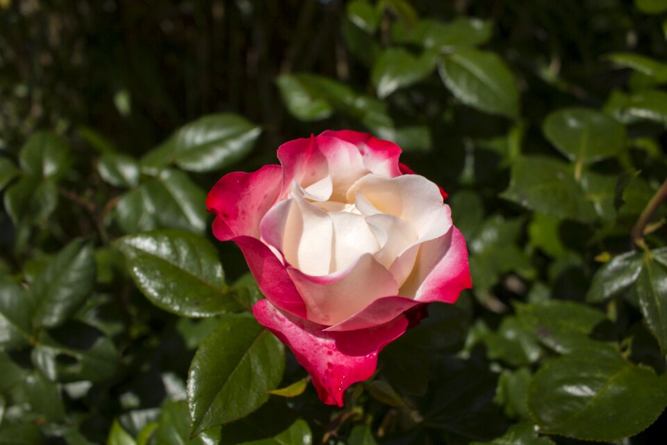 Nature rose blooms beauty