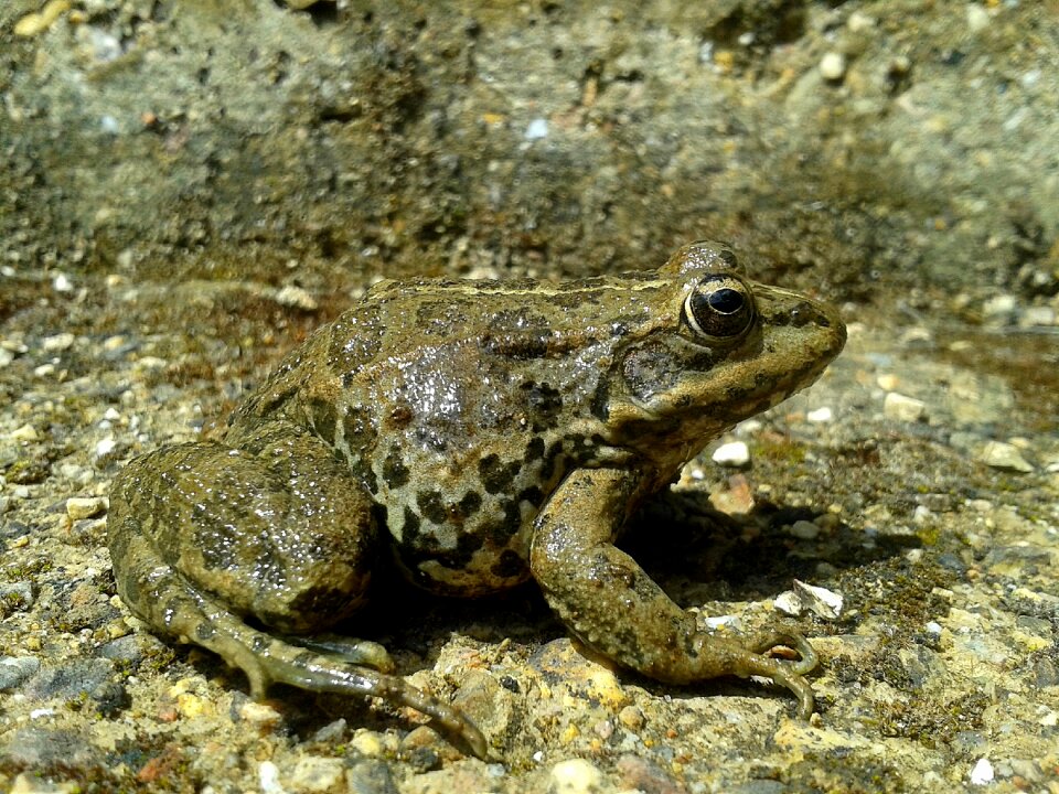 Frog animals amphibians