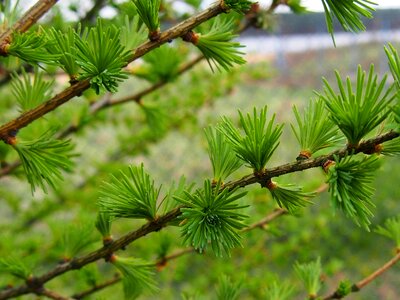 Closeup larch needles iglak photo