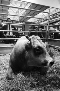 In Jaarbeurs Utrecht de vakbeurs voor Intensieve Veehouders, stier Vivus op tent, Bestanddeelnr 931-1164