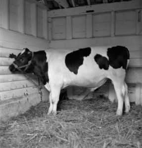 In 1938 Holland had over 1,5 million milk cows, producing on an average 1000 gal, Bestanddeelnr 935-2078