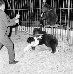 In 1962 wint Cees de Boer de prestigieuze World Press Photo in de categorie nieuws. Hij wint de prijs met een foto van zangeres Ria Kuyken die tijdens een generale repetitie in Circus Toni B, NL-HlmNHA 1478 01807