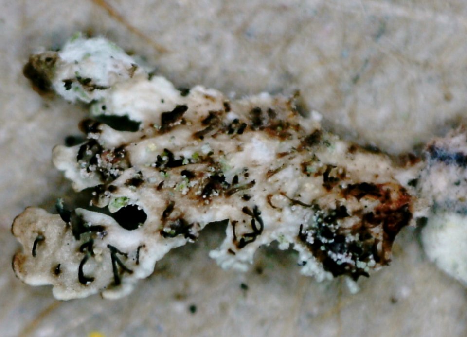 Imshaugia aleurites 135084760