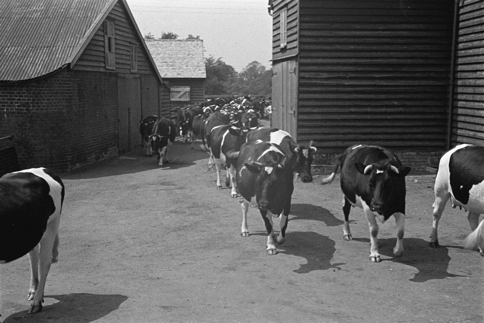 In 1938 Holland had over 1,5 million milk cows, producing on an average 1000 gal, Bestanddeelnr 935-2091