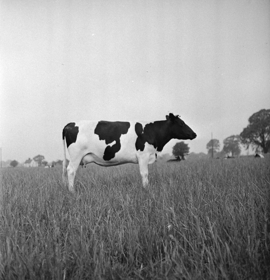 In 1938 Holland had over 1,5 million milk cows, producing on an average 1000 gal, Bestanddeelnr 935-2080