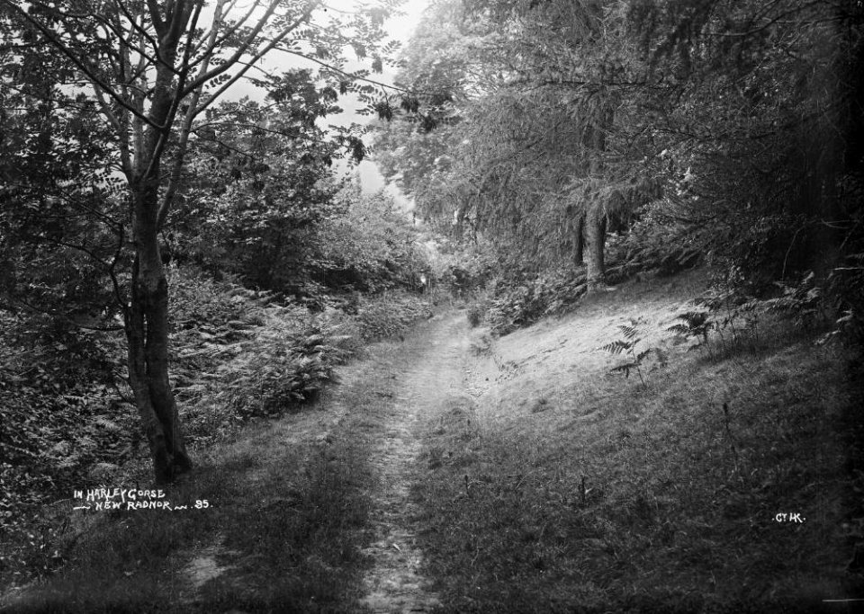 In Harley gorse New Radnor (1294041)