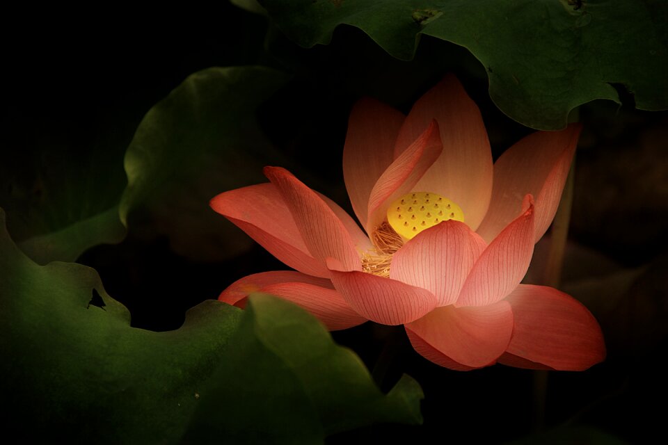 Lotus classical gentle